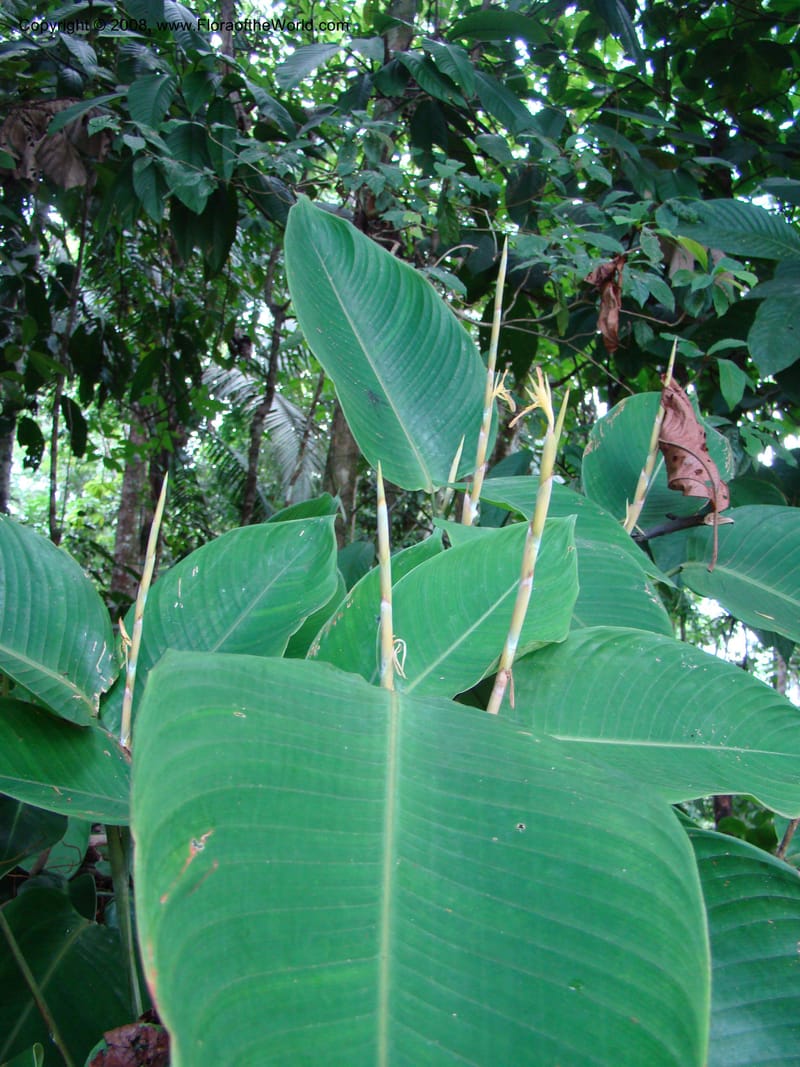 Ischnosiphon inflatus, RAguilar11183--Costa Rica. Puntar. Osa. Los Mogos. 17 Apr 08. 315.jpg