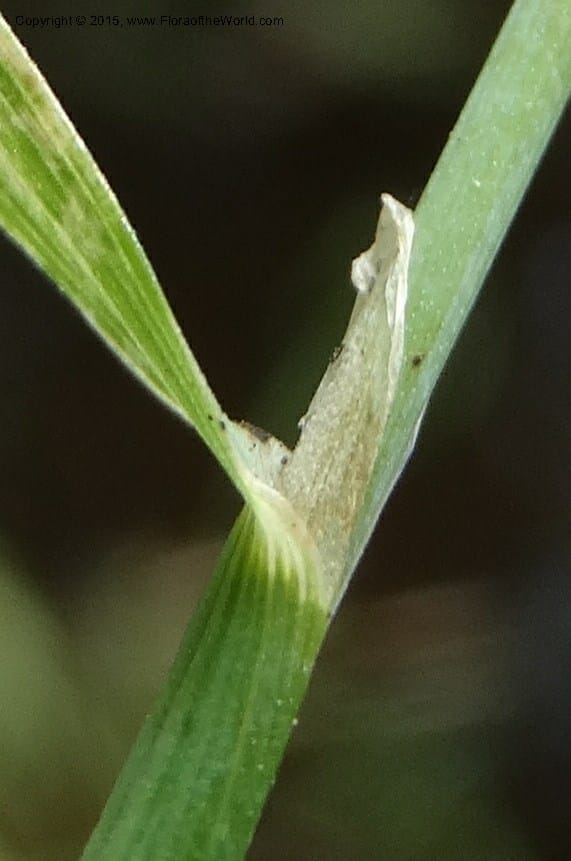 Alopecurus aequalis, Davidson, C 12610--Idaho. Valley Co. Payette Lake. Sylvan Cr. 20 Jul 2014. DSC00669 (133).JPG