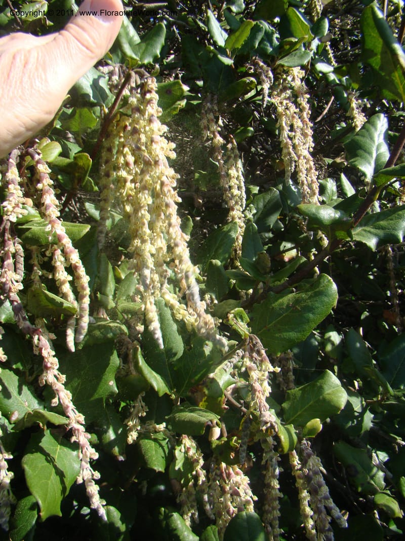 Garrya elliptica, C. Davidson 11826--CA. Moonstone Beach. 26 Jan 2011. 032 (3).jpg