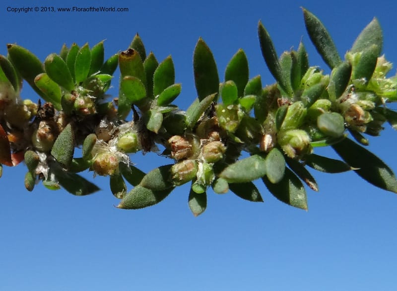 Paronychia communis, WDS 34148--Chile. Playa Colcura. 19 Feb 2013. DSC02120 (31).JPG