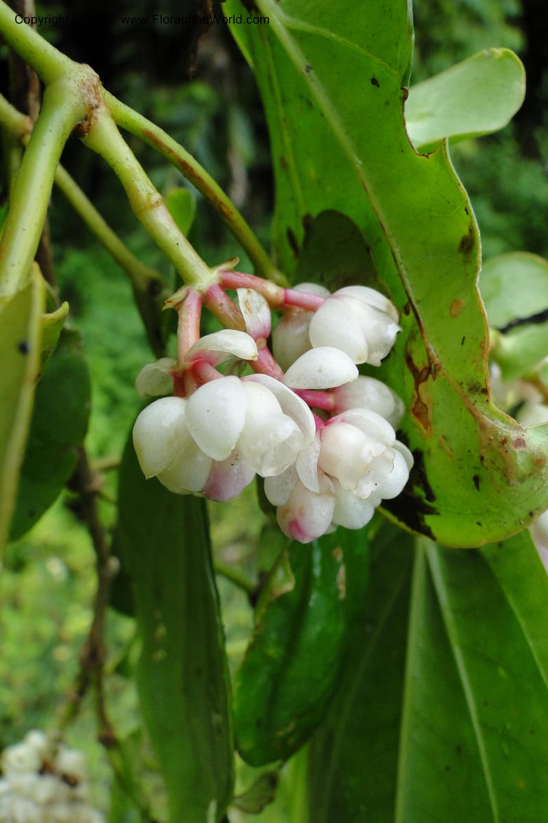Medinilla, M. Tuiwawa 4922--Fiji. Area of Monasavu Dam I. 9 Feb 2011. 252 (12).jpg