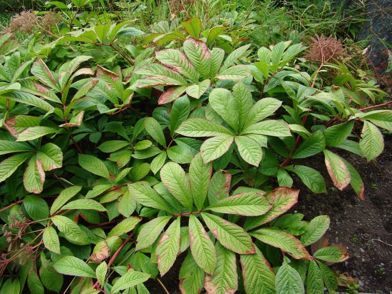 Rodgersia sambucifolia, 16415-0175-1978--Canada. BC. Univ. BC Bot. Garden. 27 Jul 08. 038.jpg