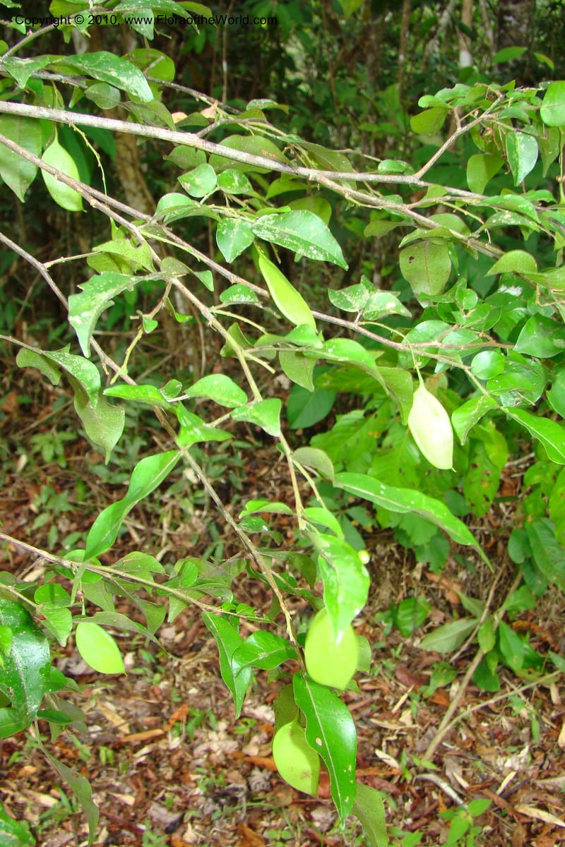 Swartzia, Vasquez 34766--Peru. Loreto. Dist. Nauta. Miraflores, Rio Tigre. 10 Nov 08. 463.jpg