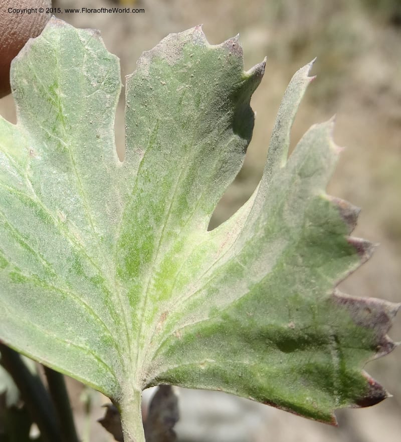 Asteriscium chilensis, Davidson, C 12819--Chile. Ruta J-55 east of Talca. 27 Nov 2014. DSC08479 (92).JPG