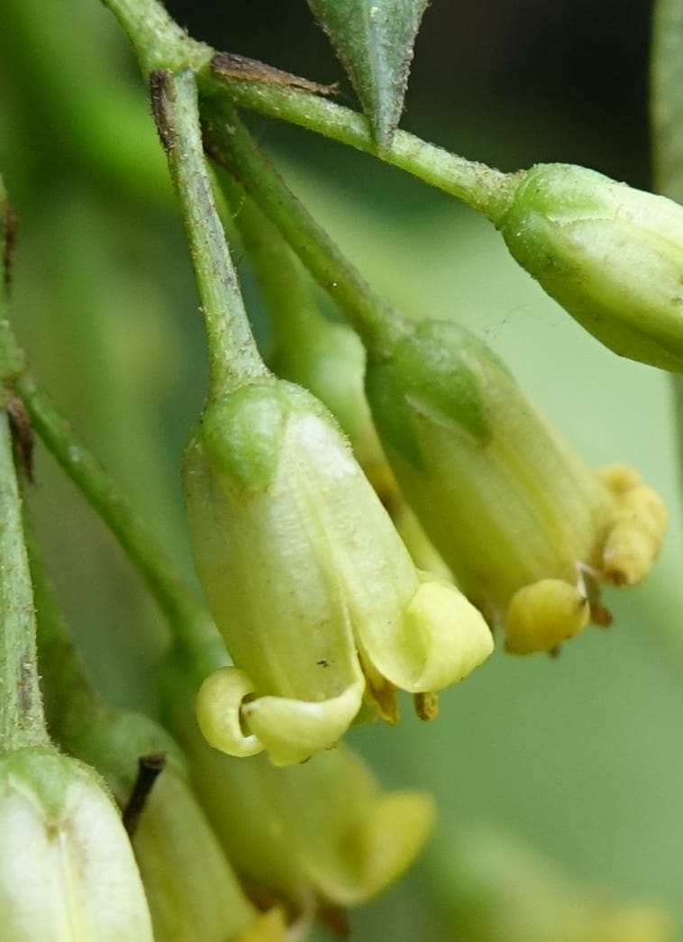 Pittosporum daphniphylloides, Tseng Yu-Hsin 1318--Taiwan. SW of Nanshan on highway 7. 20 May 2016. DSC03339 (101).JPG