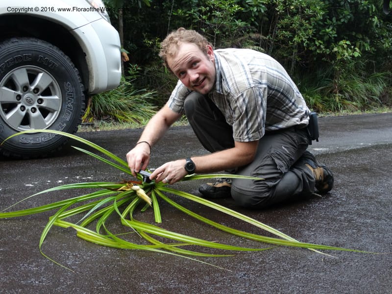 Pandanus borneensis, Callmander, M 1186--Sabah. G. Silam. 1 Oct 2014. DSC00937 (174).JPG