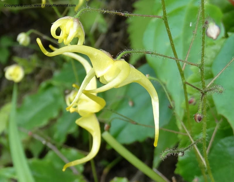 Epimedium, Boufford, D 43586--China. Sichuan. Tudiling Tunnel. 6 May 2014. DSC03860 (194).JPG