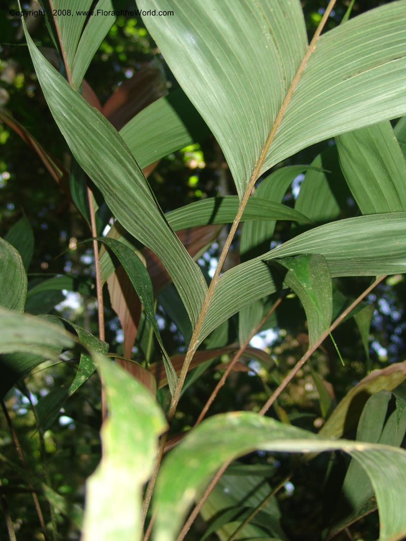 Geonoma sp., A. Araujo Murakami x--Bolivia. Pq. Nac. Madidi. Chalalan. Send. Anta. 30 Nov 04. 005.jpg
