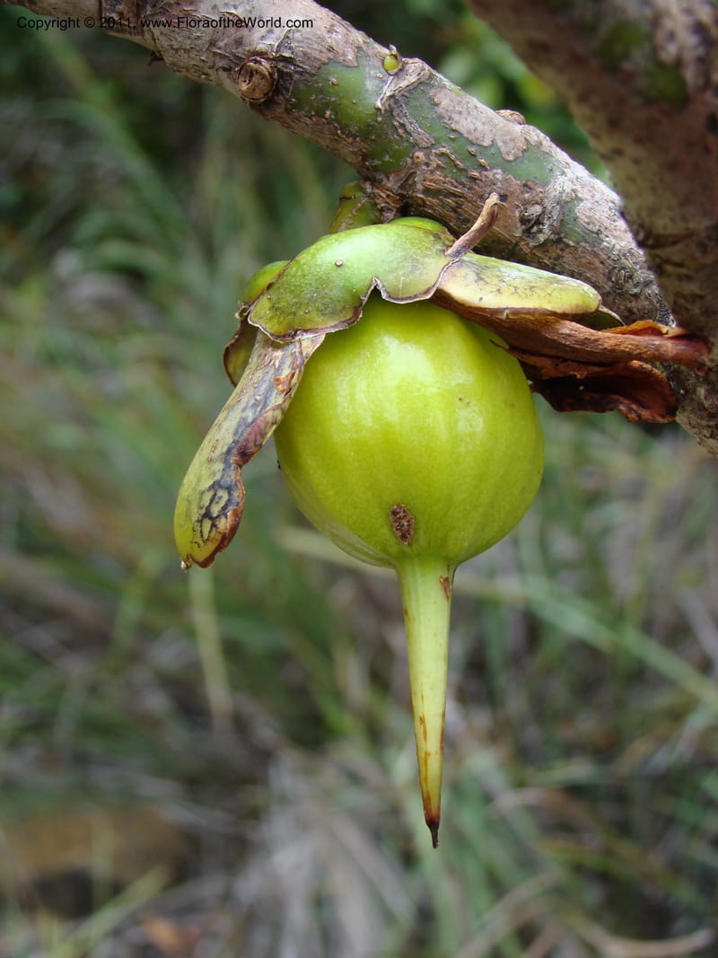 Strasburgeria robusta, Munzinger, J 4877--New Caledonia,  Dzumac, 20 Nov 2007, 28 (12).jpg