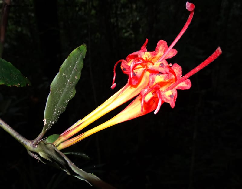 Aeschynanthus, Davidson, C 12736--Sabah. Mt. Kinabalu. Bundu Tuhan Trail. 11 Oct 2014. DSC04153 (40).JPG