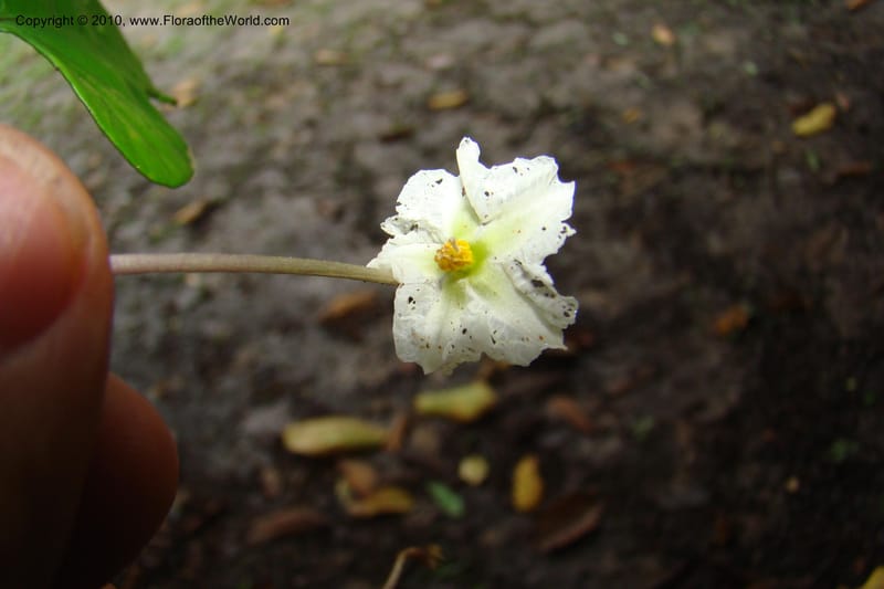 Lycianthes asarifolia, R. Vasquez 34920--Peru. Loreto. Dto. Parinari. Tacshacocha. R. Samiria. 14 Nov 08. 504.jpg