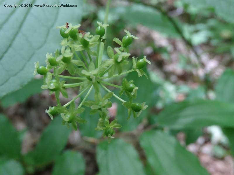Smilax pulverulenta, Davidson, C 12996--North Carolina. Macon Co. Standing Indian. 14 May 2015. DSC05212 (196).JPG