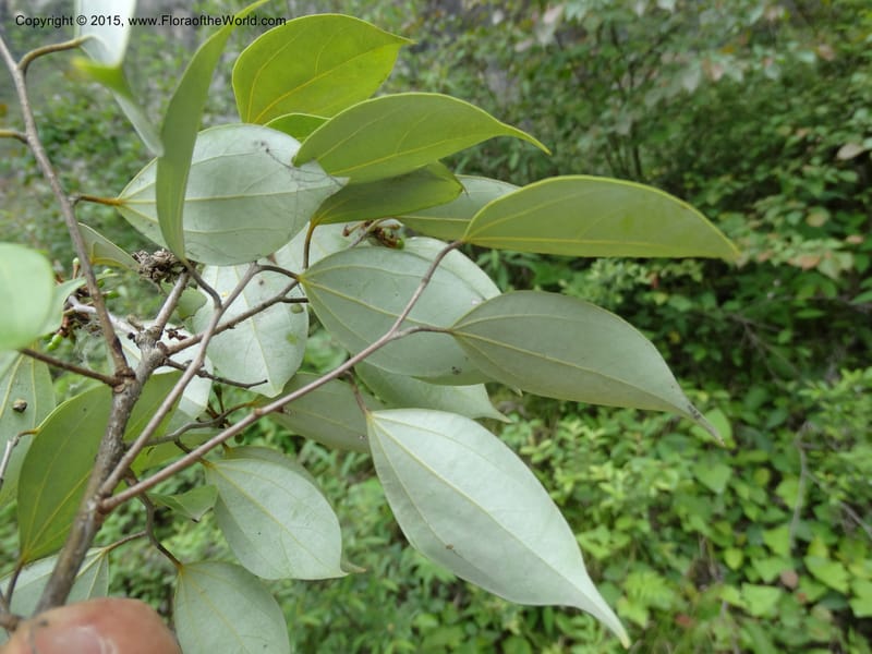 Litsea, Boufford, D 43690--China. Sichuan. LongDongZhen on Rd. to LeiYuan Shan. 13 May 2014. DSC05860 (233).JPG