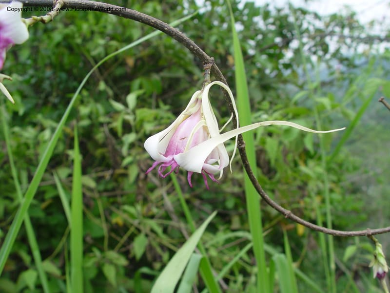 Strophanthus--Ghana. Aburi Hills. Near Larteh, e. of Aburi. 13 Dec 03. 017.jpg