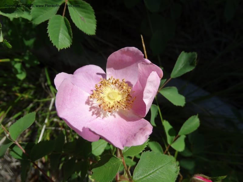 Rosa nutkana, Davidson, C 12515--Idaho. Valley Co. Payette Lake, Sylvan Beach. 18 Jun 2014. DSC09162 (4).JPG