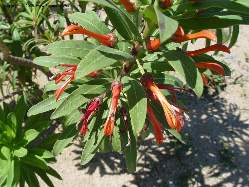 Lobelia excelsa, 1999.01144--Spain. Barcelona Botanic Garden. 21 Apr 04. 125.jpg