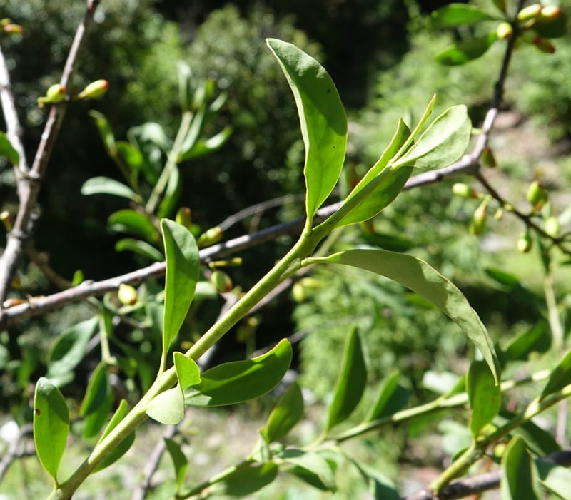 Taxillus delavayi var. delavayi, D. Boufford 43988--China. Sichuan. Yibailingba-gou. 12 Aug 2017. DSC04660 (569).JPG