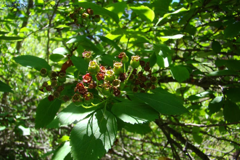 Crataegus douglasii, C. Davidson 11396--Idaho. Idaho Co. Salmon River. Shepp Ranch. 28 May 2009. 102.jpg