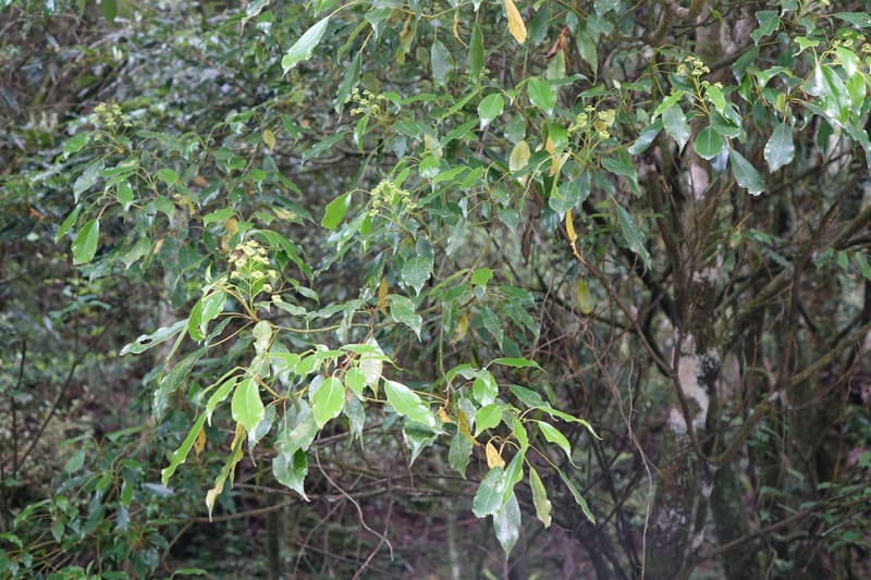 Trochodendron aralioides, Tseng Yu-Hsin 1327--Taiwan. Taroko Nat. Park. Mt. Bilu Trail. 21 May 2016.  (21).JPG