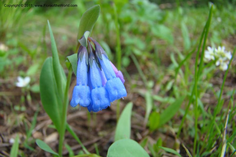 Mertensia longiflora, C. Davidson 11424--Idaho. Adams Co. Smokey Boulder Rd. 6 June 2009. 218.jpg