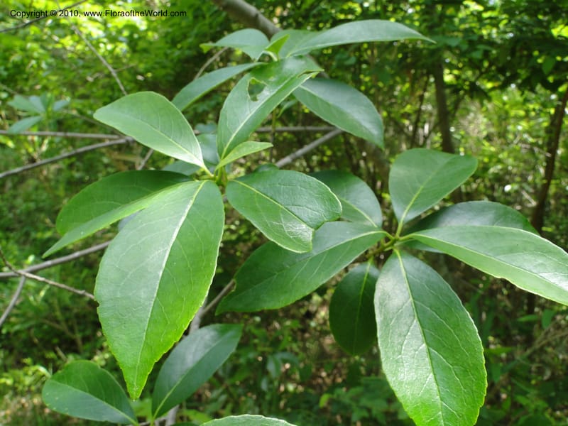Symplocos tinctoria, Mori, S 27399, USA, North Carolina, Johnson Co., Hwy 50, 3 km SE of Benson, 21 May 2010 (17).JPG