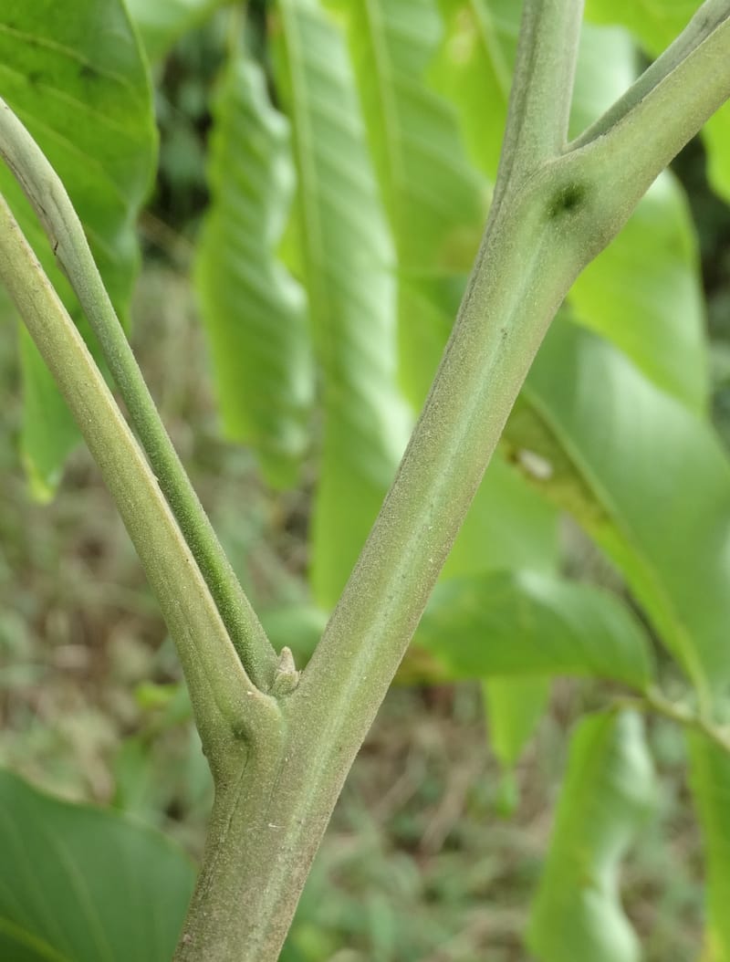 Alectryon, Munzinger, J 7386--Fiji. Along Hibiscus Hwy. 7 Nov 2015. DSC00180 (47).JPG