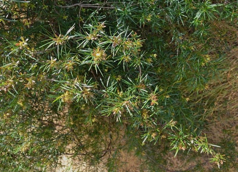 Aphanopetalum clematideum, Davidson, C 13444--Australia. W.A. Geraldton. Chapman River. 25 Oct 2016.  (43).JPG