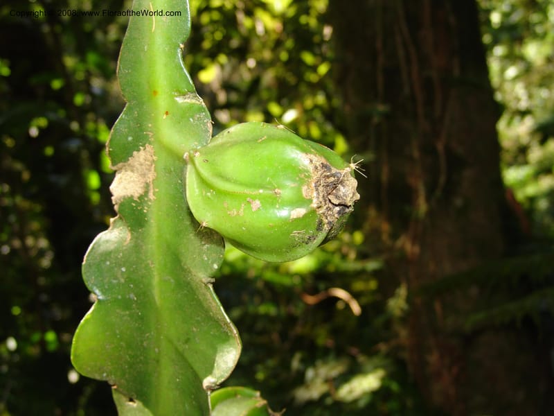Epiphyllum crenatum, N.Martinez559--MX. Chiapas. Res. Biosf. El Triunfo. Sendero Cipresal. 9 Nov 04. 334.jpg