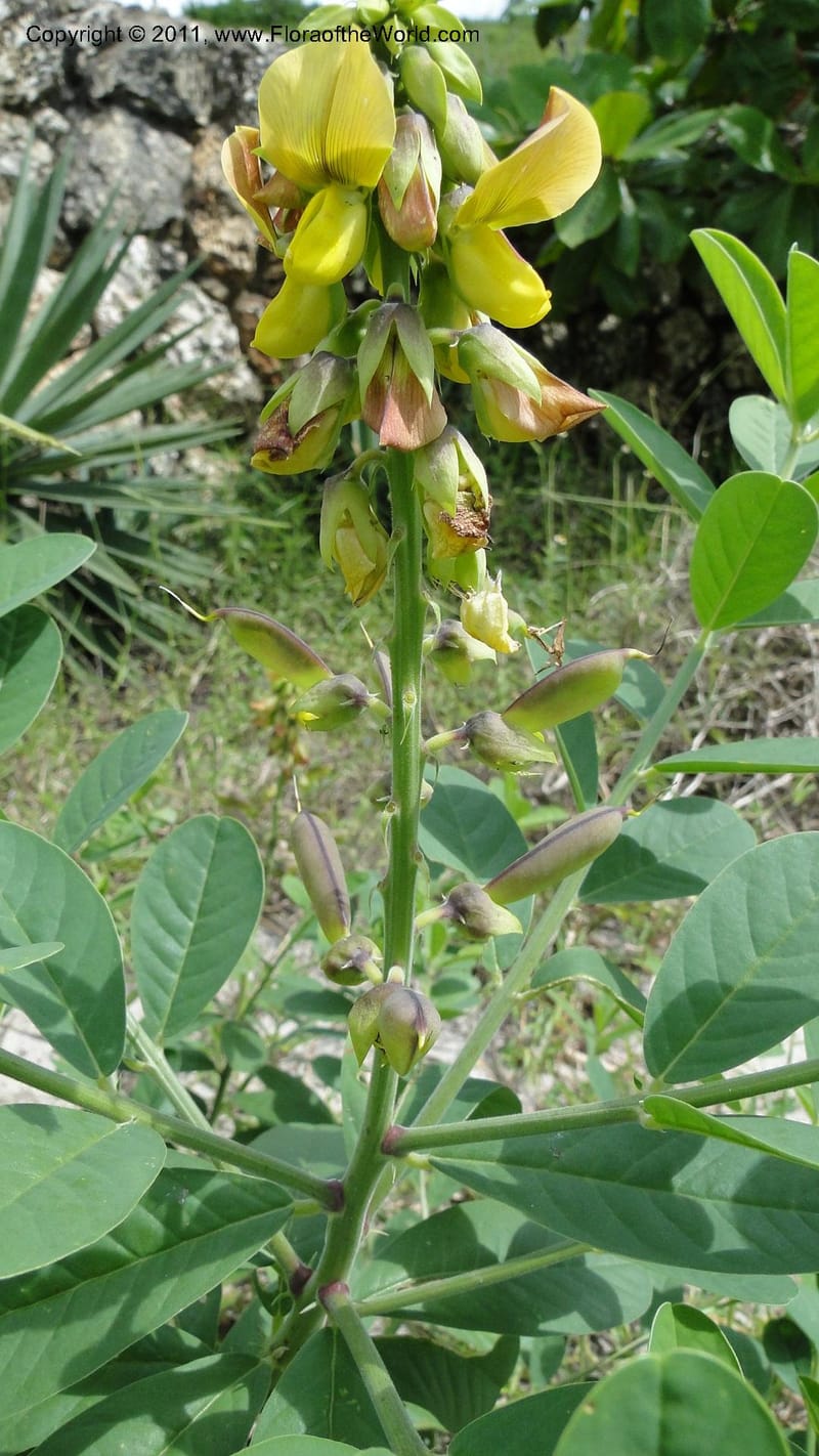 Crotalaria, R. Gereau 7170--Tanzania. Beach near Bagamoyo Country Club. 8 May 2010. 209 (89).jpg