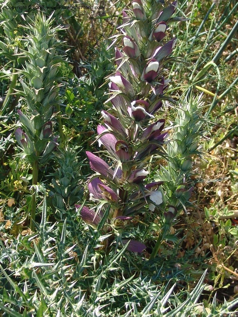 Acanthus spinosus--Crete. Ep. Apokoronos. Aptera. 23 May 05. 086.jpg