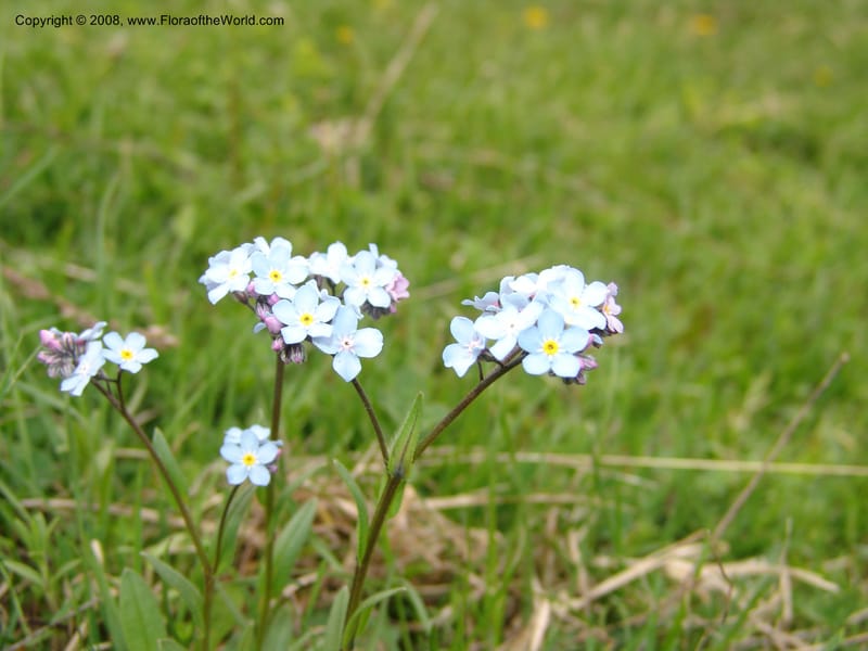 Myosotis alpestris--Georgia. Kazbeki . Trail-road to Sameba Church. 2 Jun 05. 525.jpg