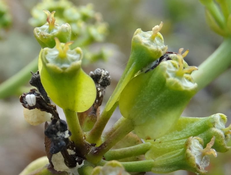 Myodocarpus involucratus, Lowry, P 7375--New Caledonia. Mont Dzumac. 12 Nov 2015. DSC01563 (539).JPG
