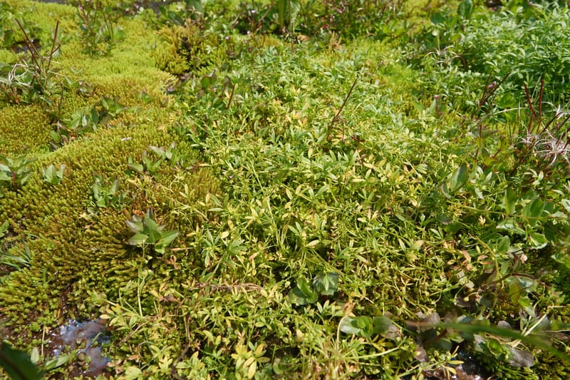 Floerkea proserpinacoides, Davidson 14199--OR. Harney Co. Steens Mtn. July 2021. DSC09986 (504).JPG