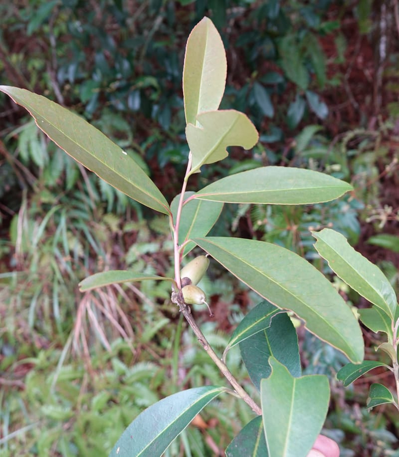 Polyspora axillaris, D. Boufford 44131--China. Yunnan. Meizi Lake Park. 3 May 2018. DSC01424 (107).JPG
