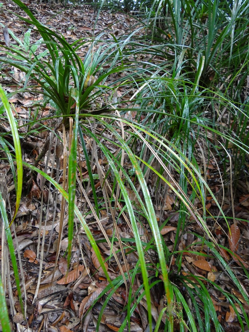 Pandanus dorystigma, Callmander 1000--Sarawak.. Bot. Res. Center, Semengoh. 26 Mar 2012. DSC05403 (10).JPG
