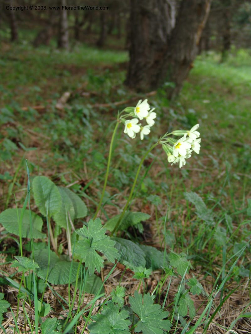 Primula ruprechtii cf--Georgia. Kazbeki . Trail-road to Sameba Church. 2 Jun 05. 210.jpg
