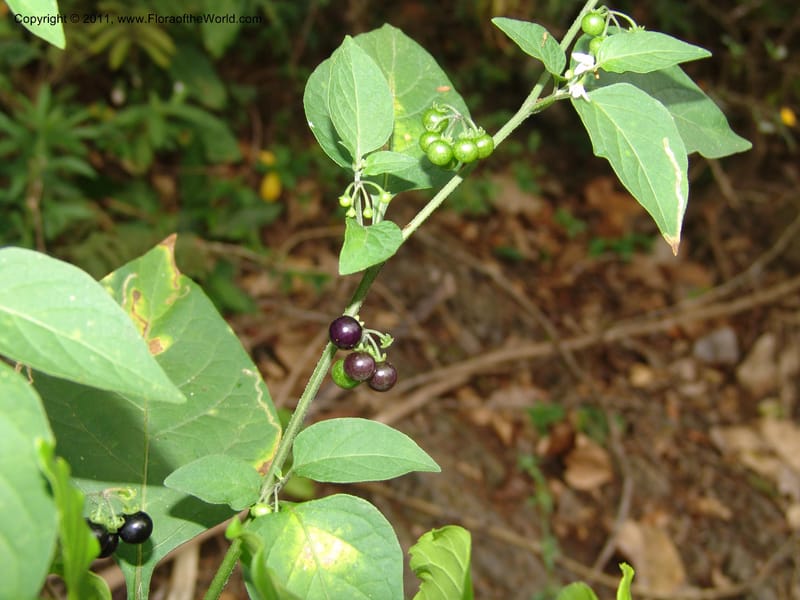 Solanum americanum, AraujoM2925--Bolivia. F. Tamayo. Rio Machariapu. 17 Sep 06. 429 (2).jpg