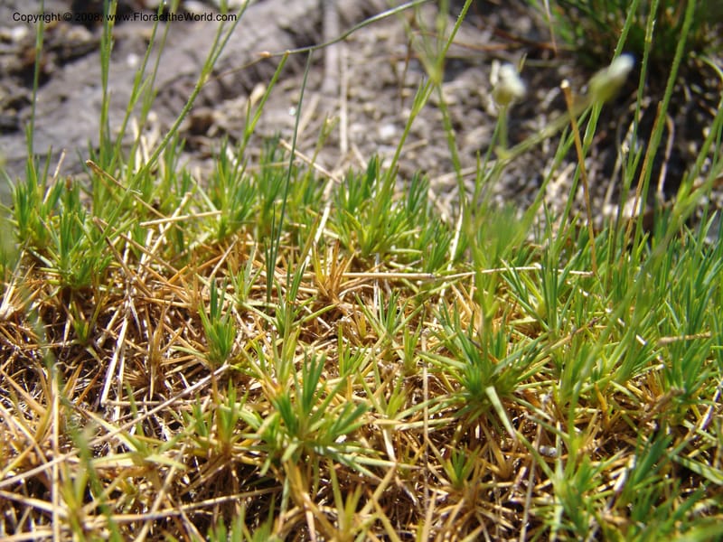 Arenaria congesta, CDavidson10978--ID. Idaho Co. Rocky slope S. of Josephine Lake.  25 Jul 06. 074.jpg
