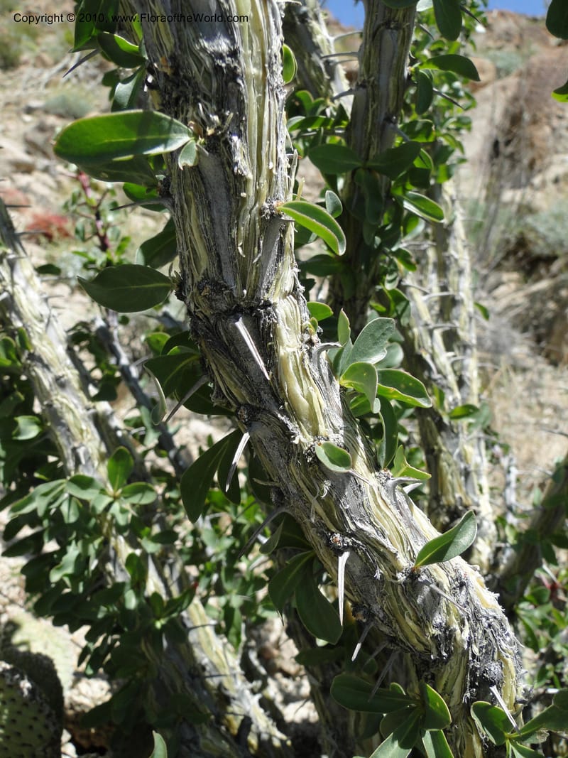 Fouquieria splendens, C. Davidson 11665--California. Riverside Co. 1 April 2010. 297 (22).jpg