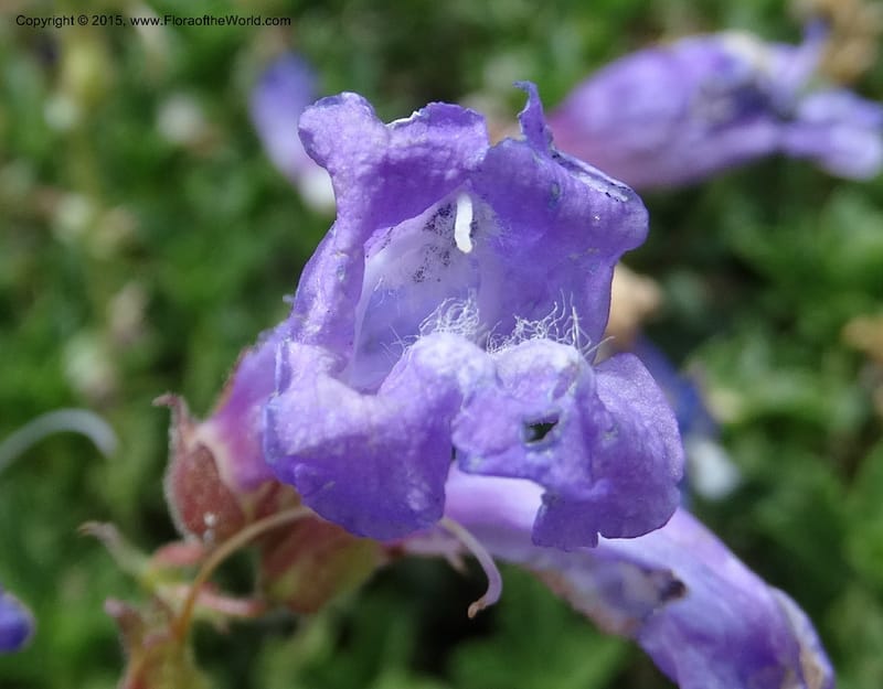 Penstemon fruticosus var. serratus, Davidson, C 12590--ID. Idaho Co. Seven Devils Camp Ground. 15 Jul 2014. DSC00113 (93).JPG