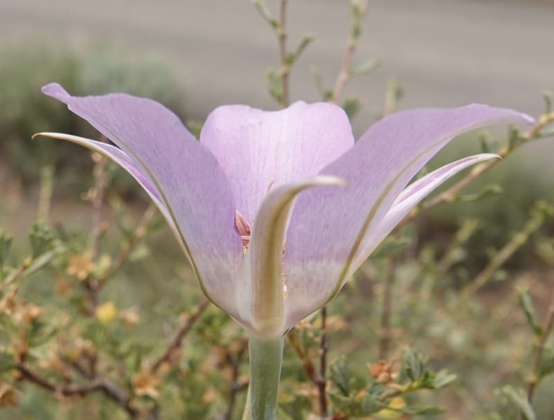 Calochortus macrocarpus, Davidson 14231--OR. Harney Co. Steens Mtn. July 2021. DSC09986 (875).JPG