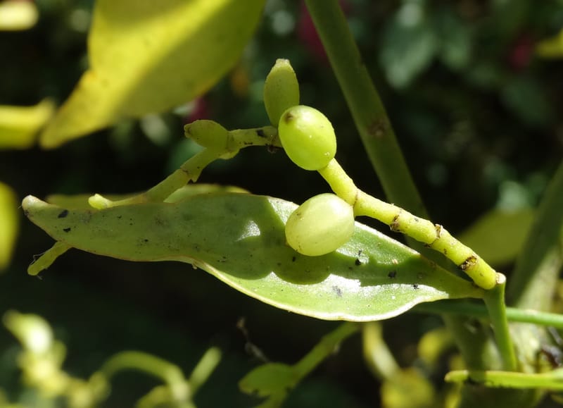 Ginalloa arnottiana, Davidson, C 12928--Sabah. Near generation plant. 28 Mar 2015. DSC01259 (5).JPG