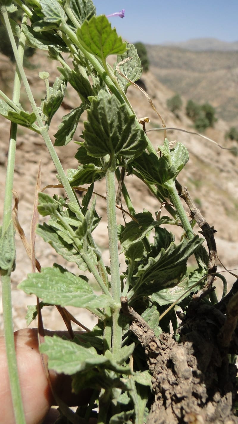 Nepeta, A. G. Miller 133.10--Iraq. Kurdistan. Shakh-i Pira Magun. Gueza Khan. 11 June 2010. 122 (9).jpg