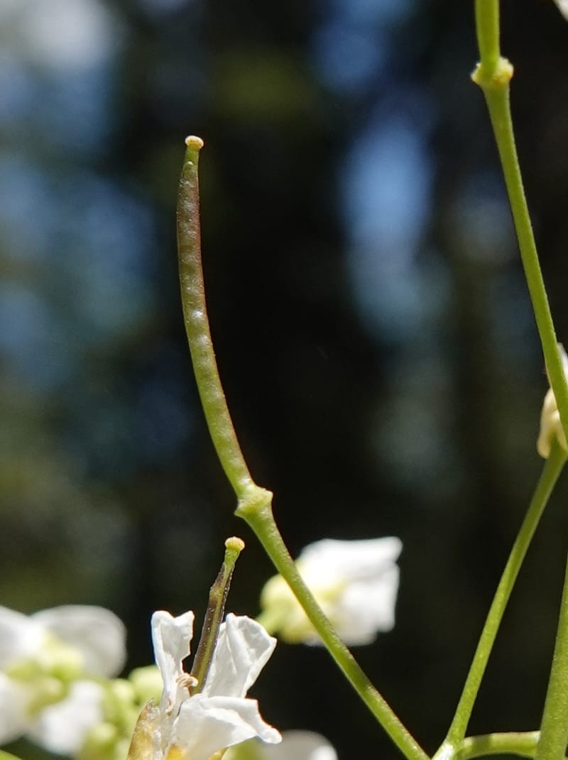 Arabis nuttallii, C. Davidson 14036--ID, Valley Co. Elkl Summit. 18 July 2019. DSC00995 (41).JPG