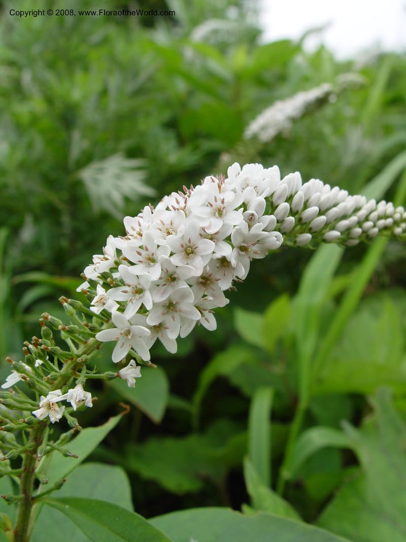 Lysimachia clethroides--Japan. Honshu. Shiga Pref. Ibukiyama. 18 Jul 03. 035.jpg