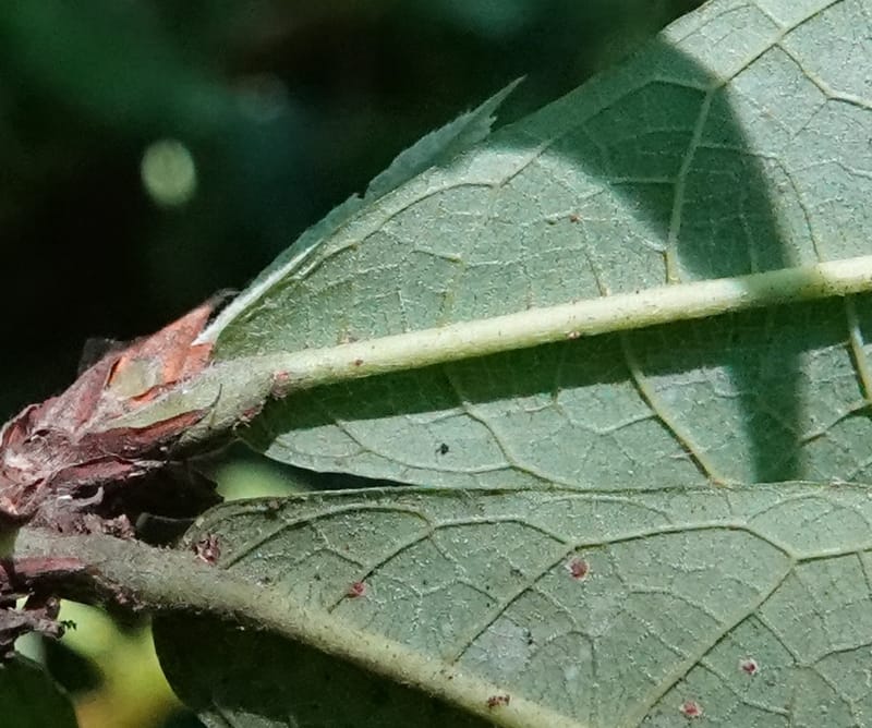 Poggea alata, C. Davidson 13956--Gabon. Arb. Sibang. 5 Nov. 2018. DSC02235 (63).JPG