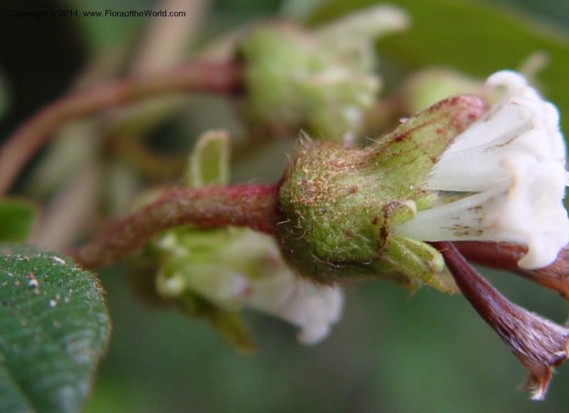 Psychotria--Cameroon. Mt. Cameroon. 6 Dec 03. 114a (2).jpg