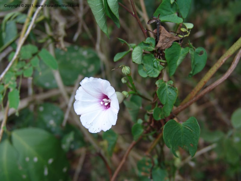 Ipomoea dumetorum, AraujoM2889--Bolivia. F. Tamayo.. Rio Machariapu. 17 Sep 06. 041 (1).jpg