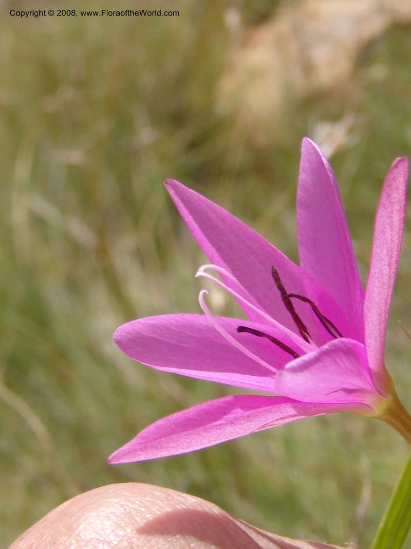 Hesperantha--So.Africa. E. Cape. R58 SE of Barkly East. 10 Mch 05. 155.jpg