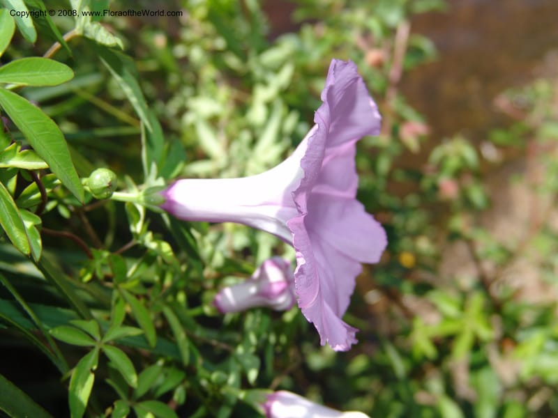 Ipomoea cairica, Z.Rogers950--Madag. Prov.Toliara. Belavenoky, Rd Tolinaro-Ste. Luce. 23 Jan 06. 011.jpg